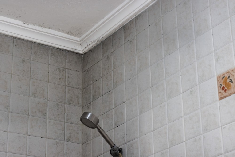 How Old Showers Can Lead to Mold & Mildew Problems